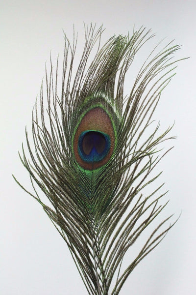 n/a Peacock Quill Feather Ballpoint Pen Set With Ceramic Pen Stand freeshipping - RiNo Distribution